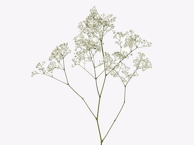 Baby's Breath