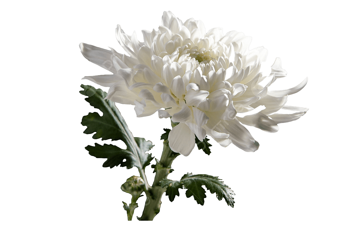 Chrysanthemum, White