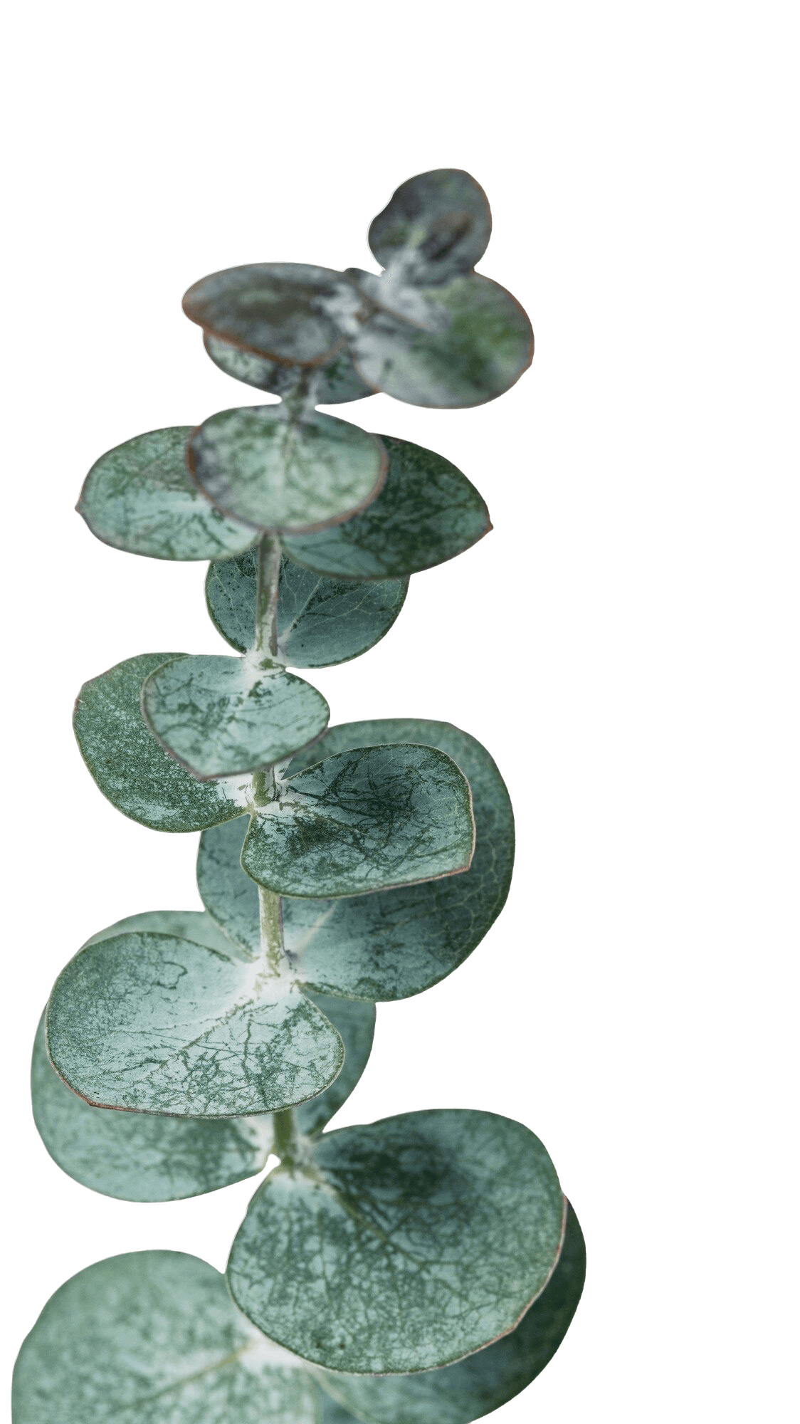 Eucalyptus, Silver
