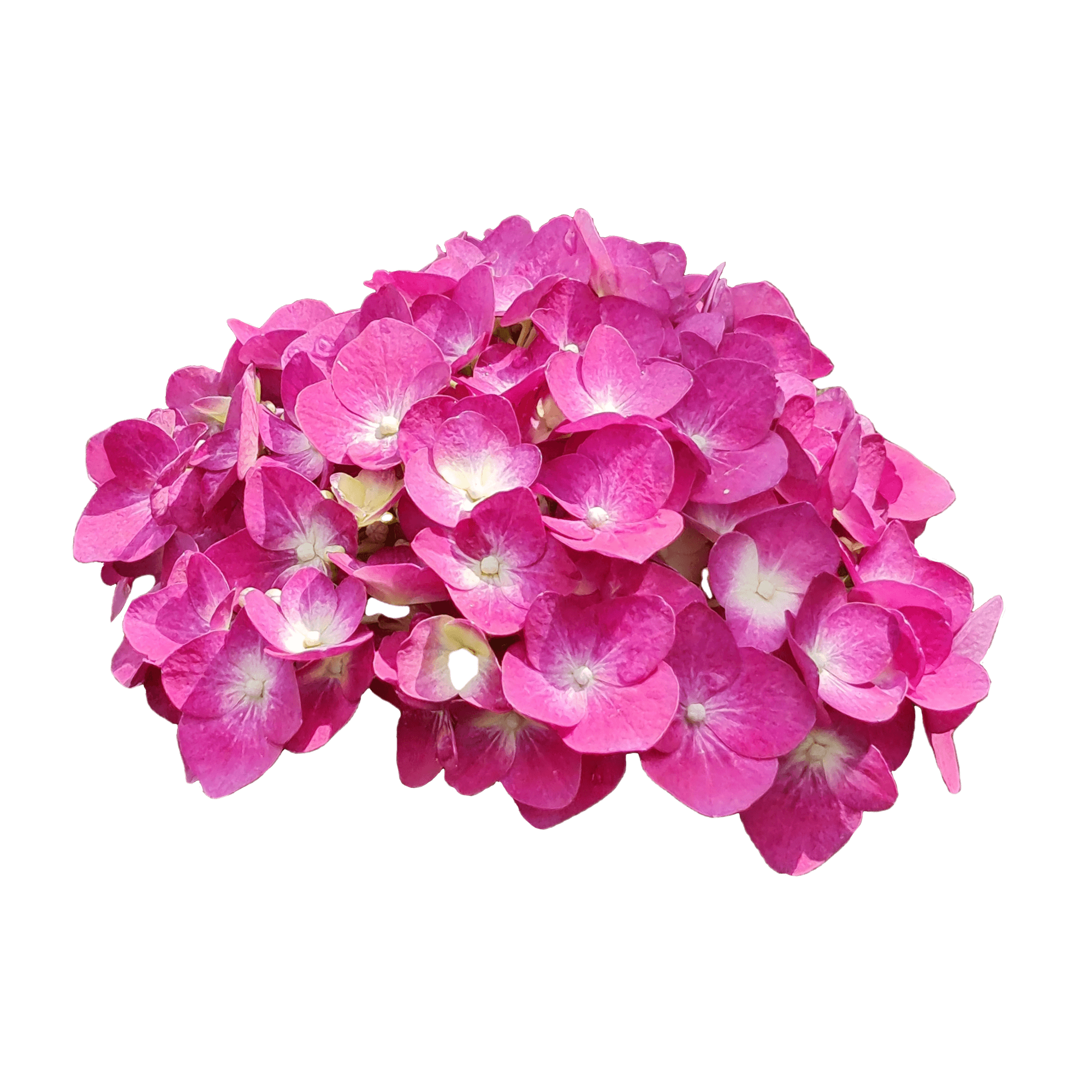 Hydrangea, Pink