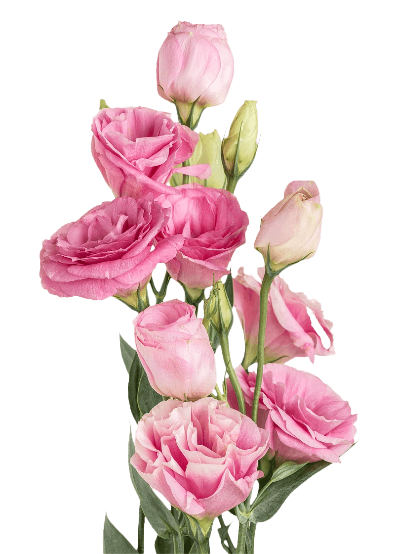 Lisianthus, Pink