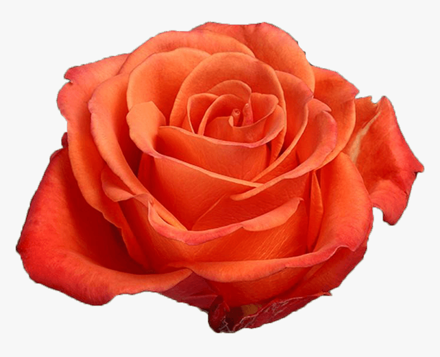 Rose, Burnt Orange