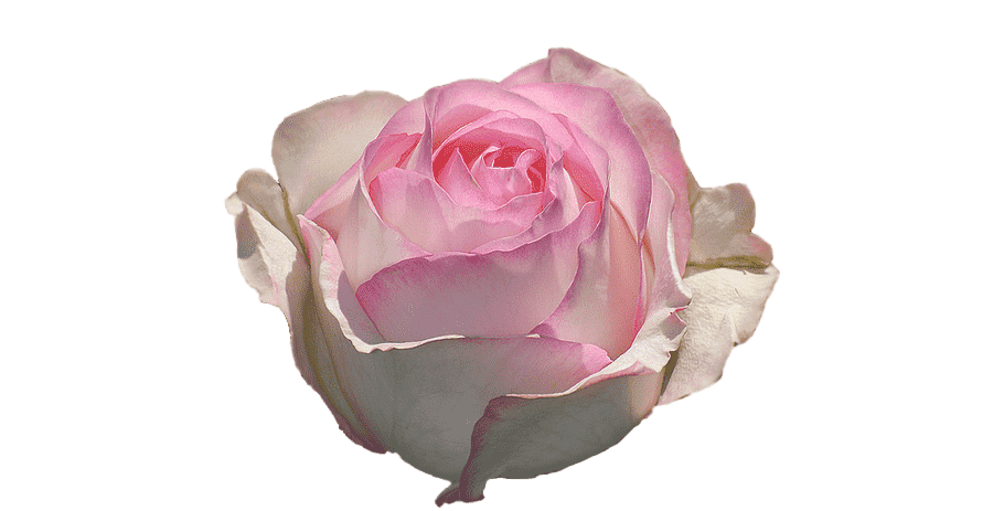 Rose, Pale Pink