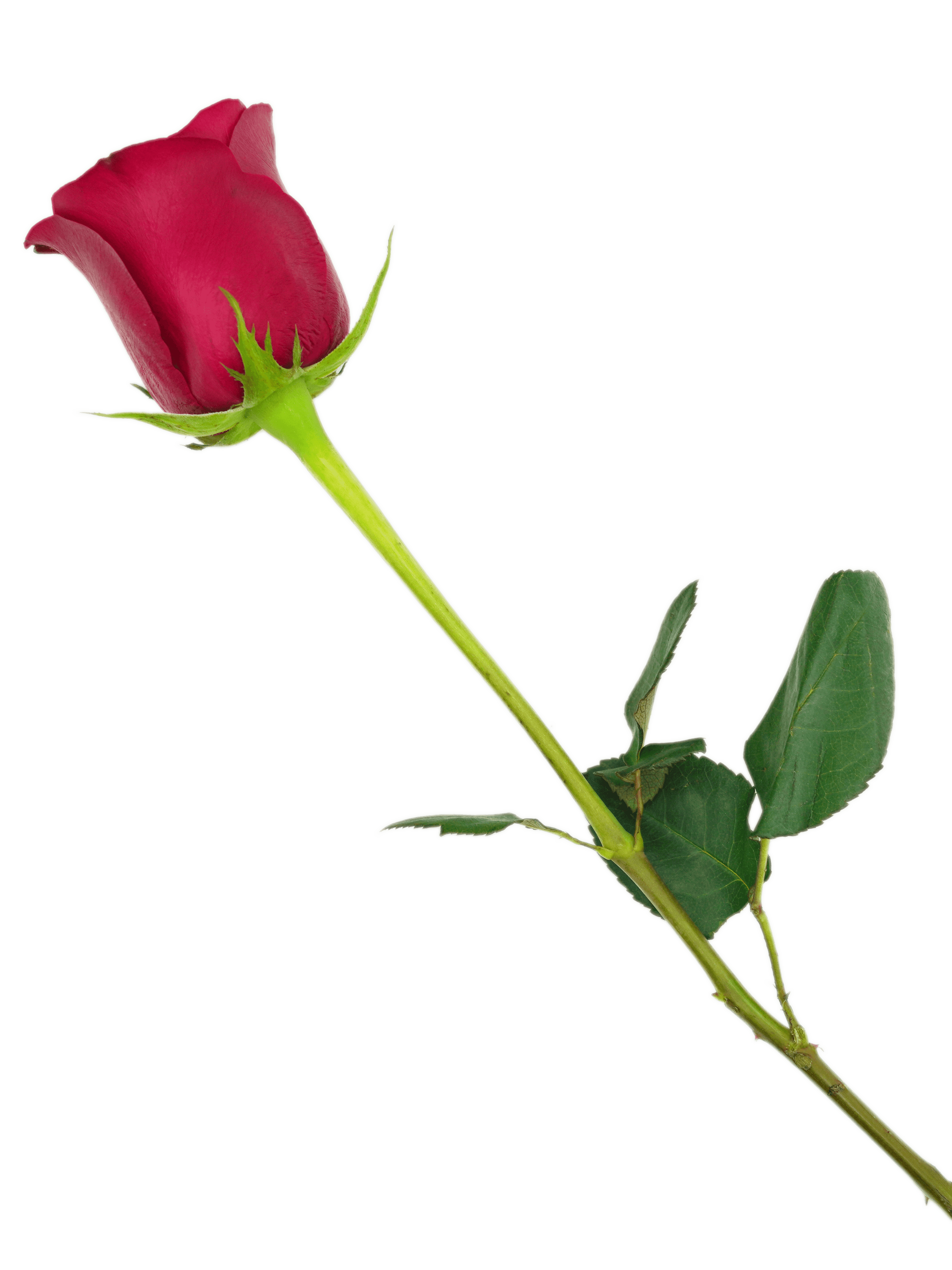 Rose, Crimson