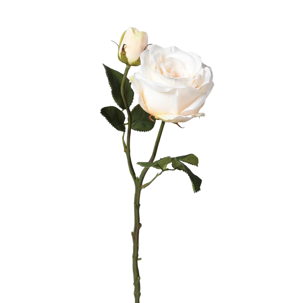 Rose, Cream