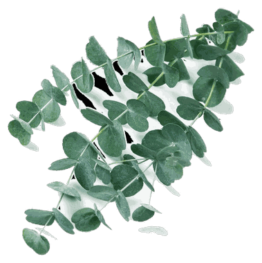 Eucalyptus