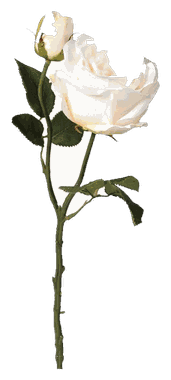 Rose White