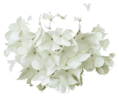 Hydrangea White