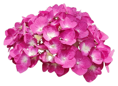 Hydrangea Pink