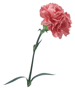 Carnation Peach