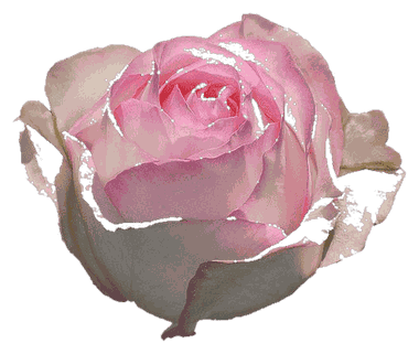 Rose Pink