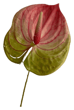 Anthurium