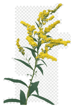 Solidago